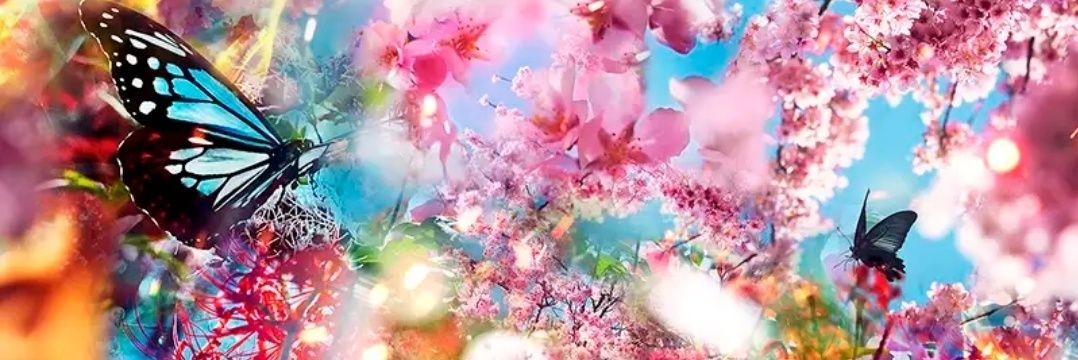 sakura_hanafuru's profile banner image