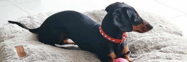 ligoca72 Profile Banner
