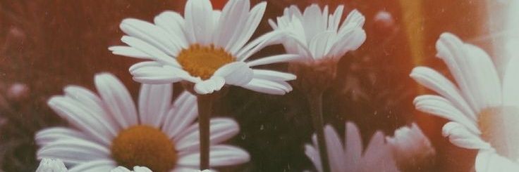 cecidlsv's profile banner image