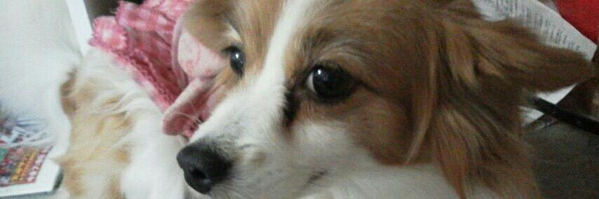 a_sleeping_dog's profile banner image