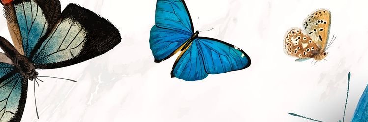 dricagallo's profile banner image