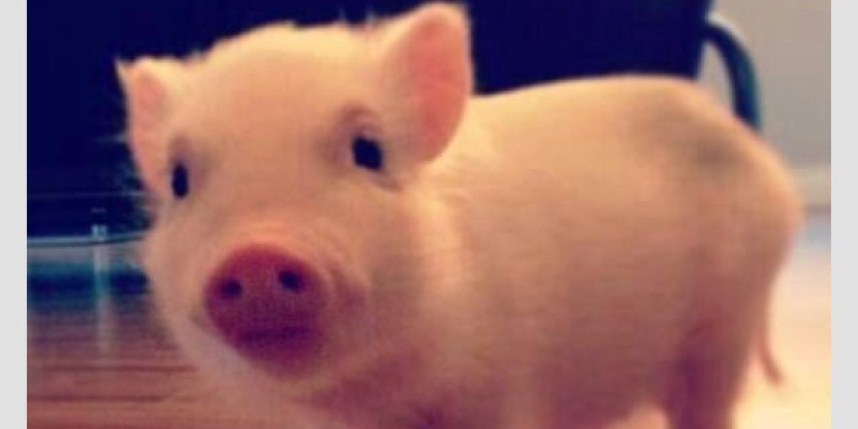 Hayley_Urfer's profile banner image