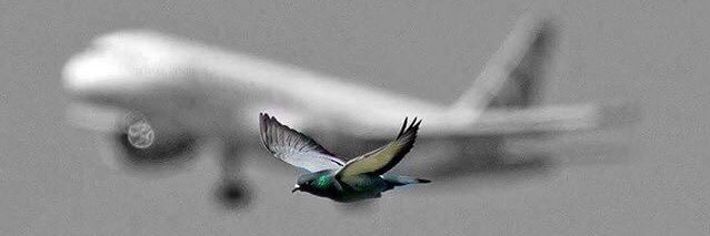 Tone Bird banner