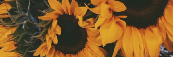 MistieVanity's profile banner image
