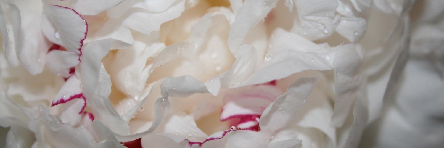 Peonydenver's profile banner image