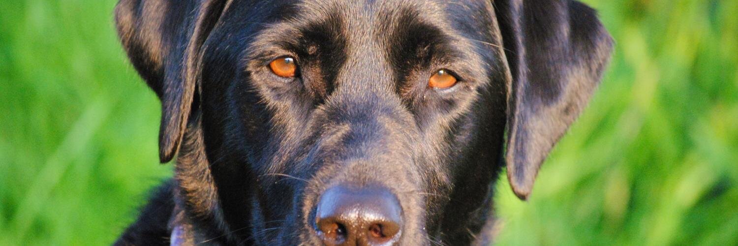 HoundsAbout's profile banner image