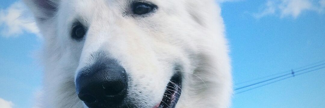 gsandes10's profile banner image