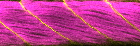 JessicaManneken's profile banner image
