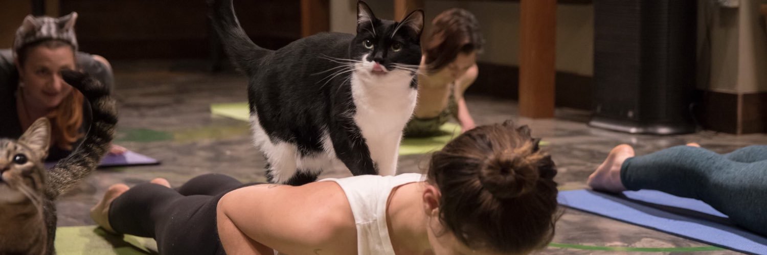Meowtropolitan's profile banner image