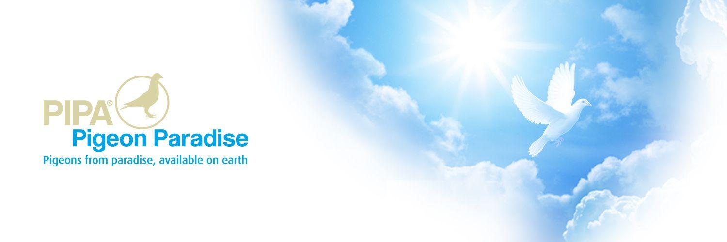 PIPA_be's profile banner image
