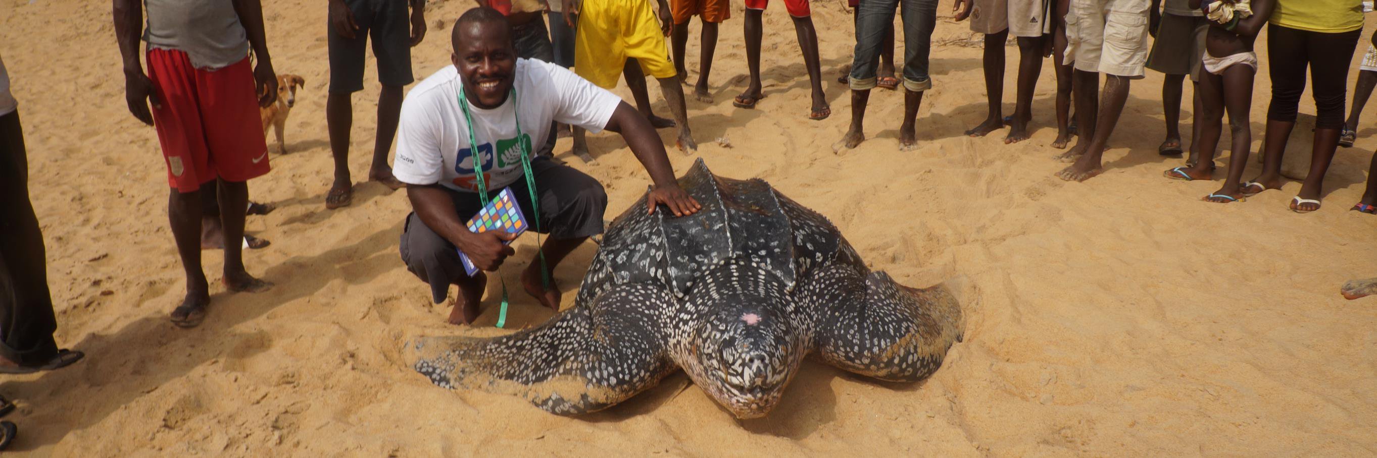 Sea Turtle Watch banner