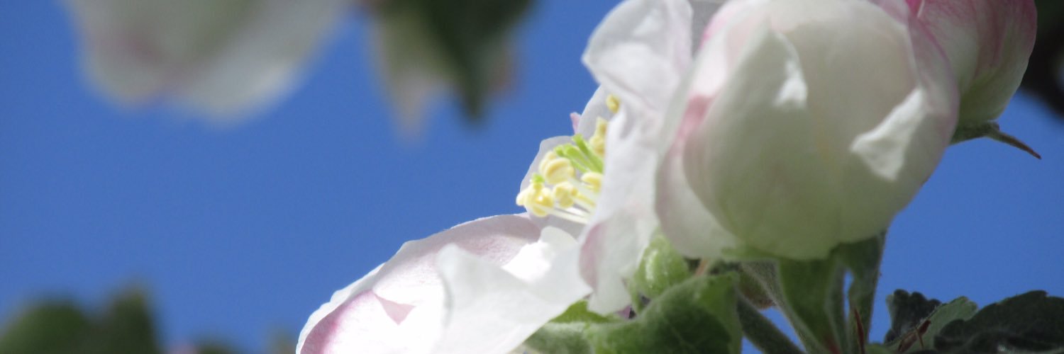 AdventuresAhoy's profile banner image
