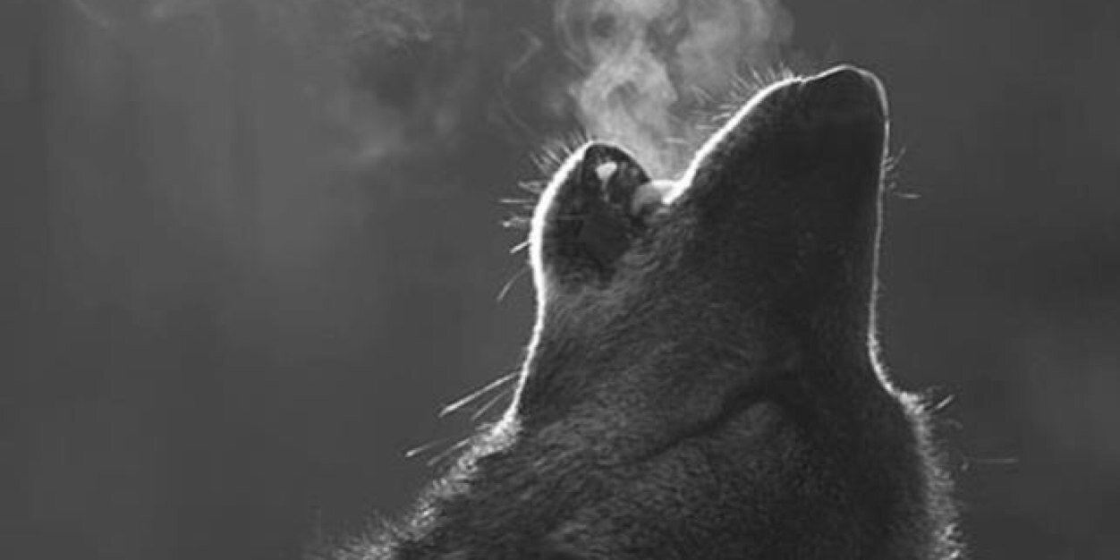 danimoro9's profile banner image