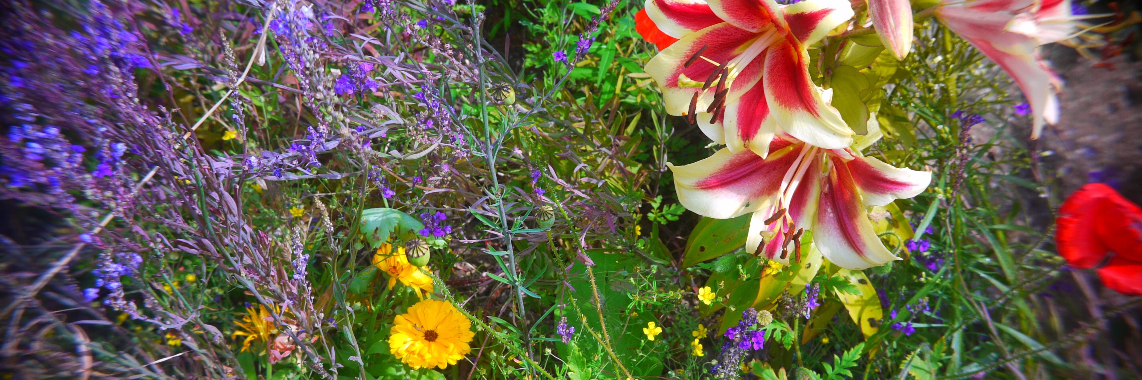 Bloomfest2014's profile banner image