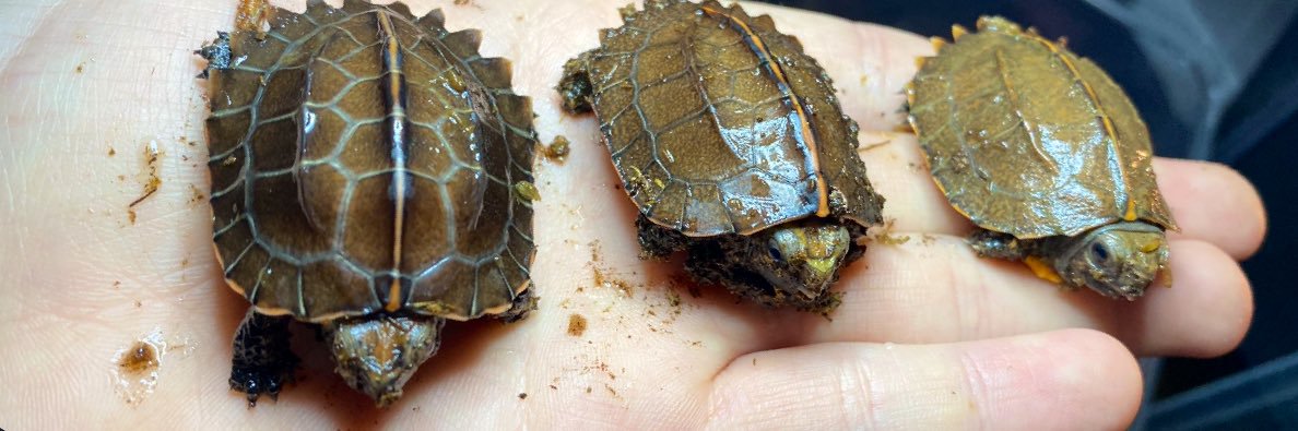 じゅんクワ banner