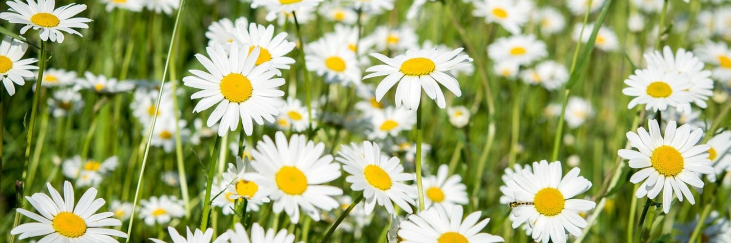 Margriet2011's profile banner image