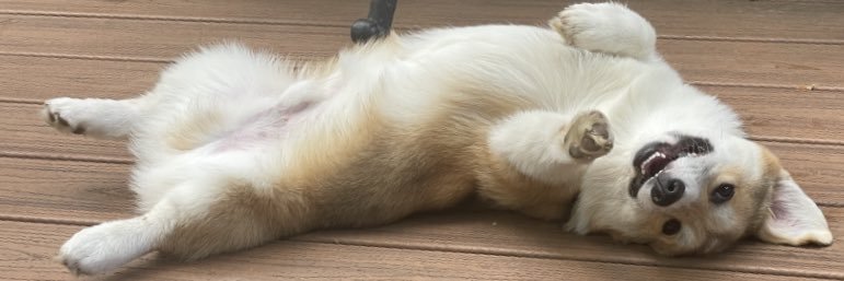 sashasmom1's profile banner image