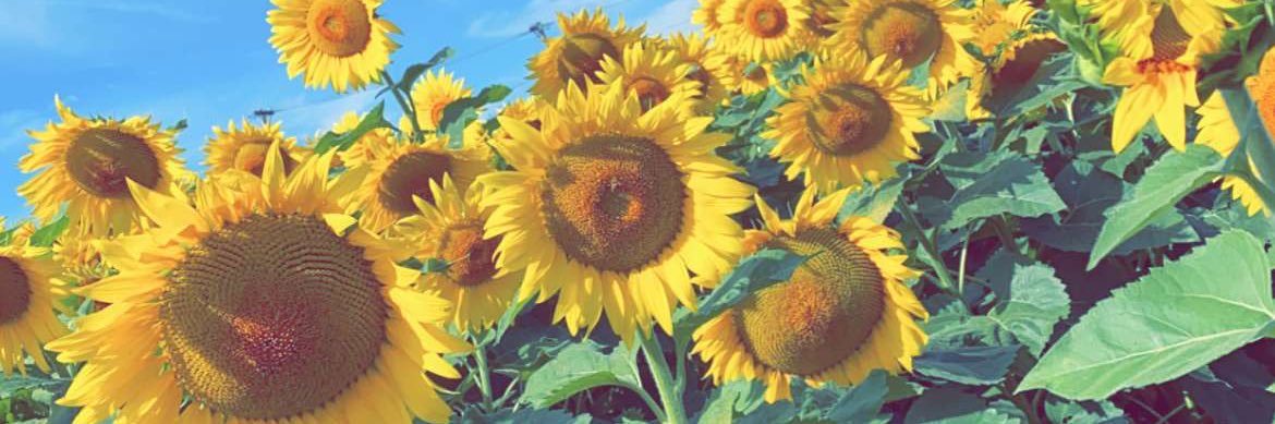 abbiedoo14's profile banner image