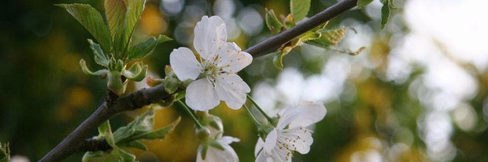 Martina banner