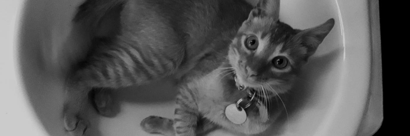 titecabral's profile banner image