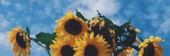tor3pau's profile banner image