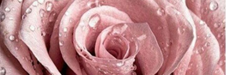 Jennifer Collazo banner