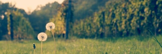 Valentina banner