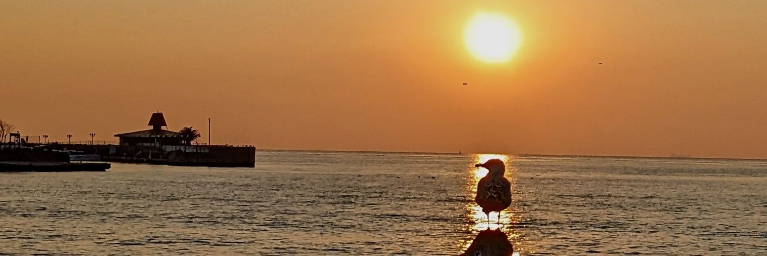 scutarian's profile banner image