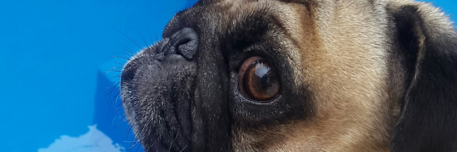 Stephanbeth's profile banner image