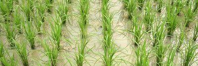 Ndekule C.E.O banner