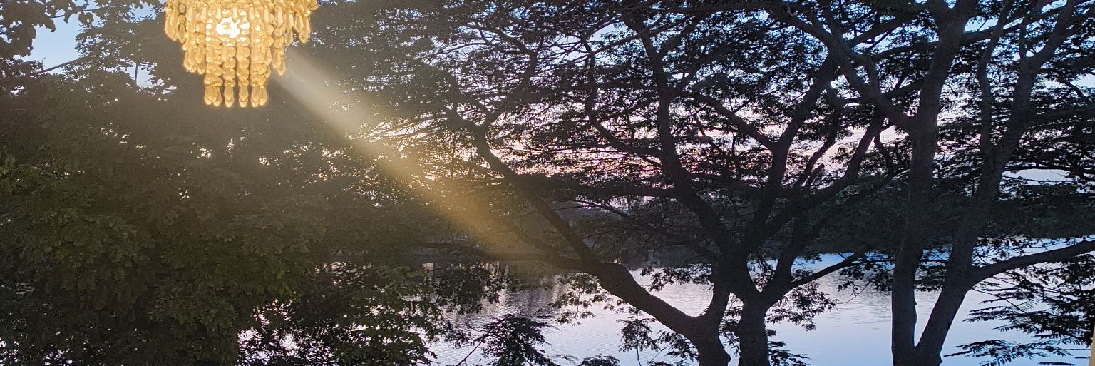 senolliv's profile banner image
