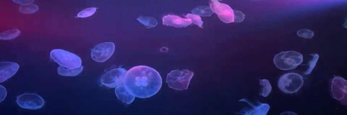 dora8ky's profile banner image