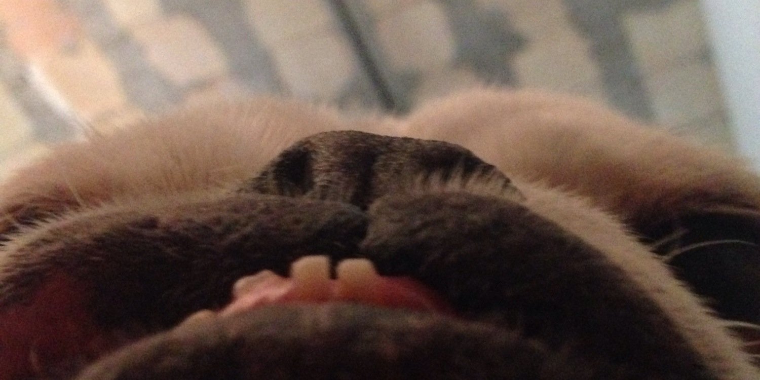 Brut Restaurant banner