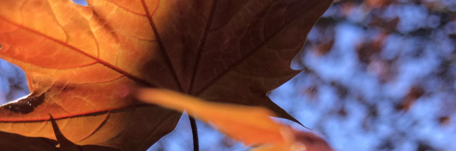 NikkersGreen's profile banner image