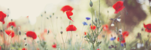 katiereum's profile banner image