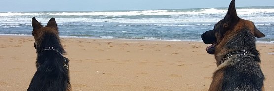 Steverino banner
