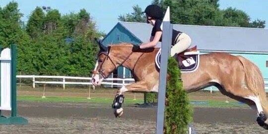 equestrian92807's profile banner image
