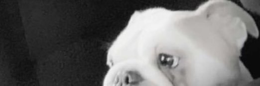 huntress_mty's profile banner image