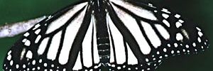 devontran_'s profile banner image