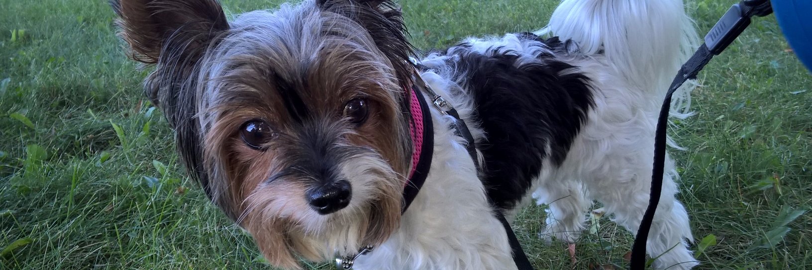 ShellyPatrick's profile banner image