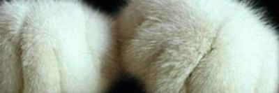 FundaPatas's profile banner image