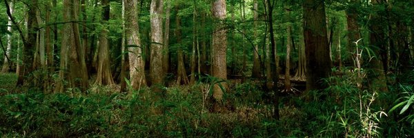 CarolineEGrego Profile Banner