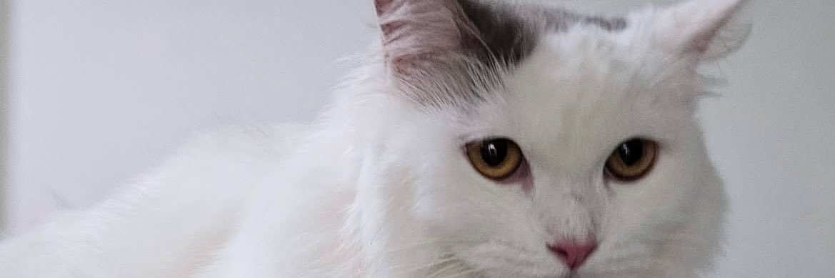 idrivony's profile banner image