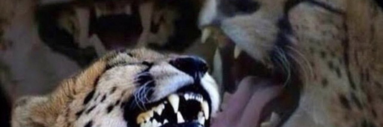 Kam312_'s profile banner image