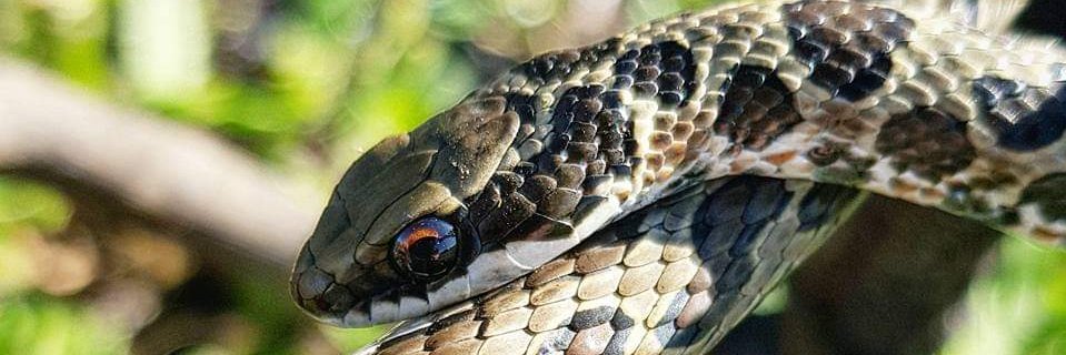 MatthewTempler's profile banner image