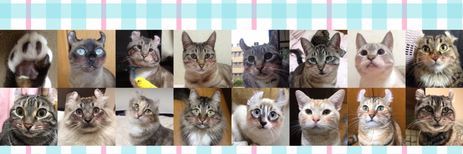 🌸Mαǐ🌸 banner