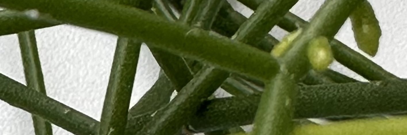 Go0fyy's profile banner image