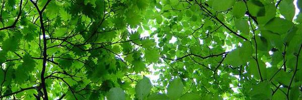 JerryFish Profile Banner