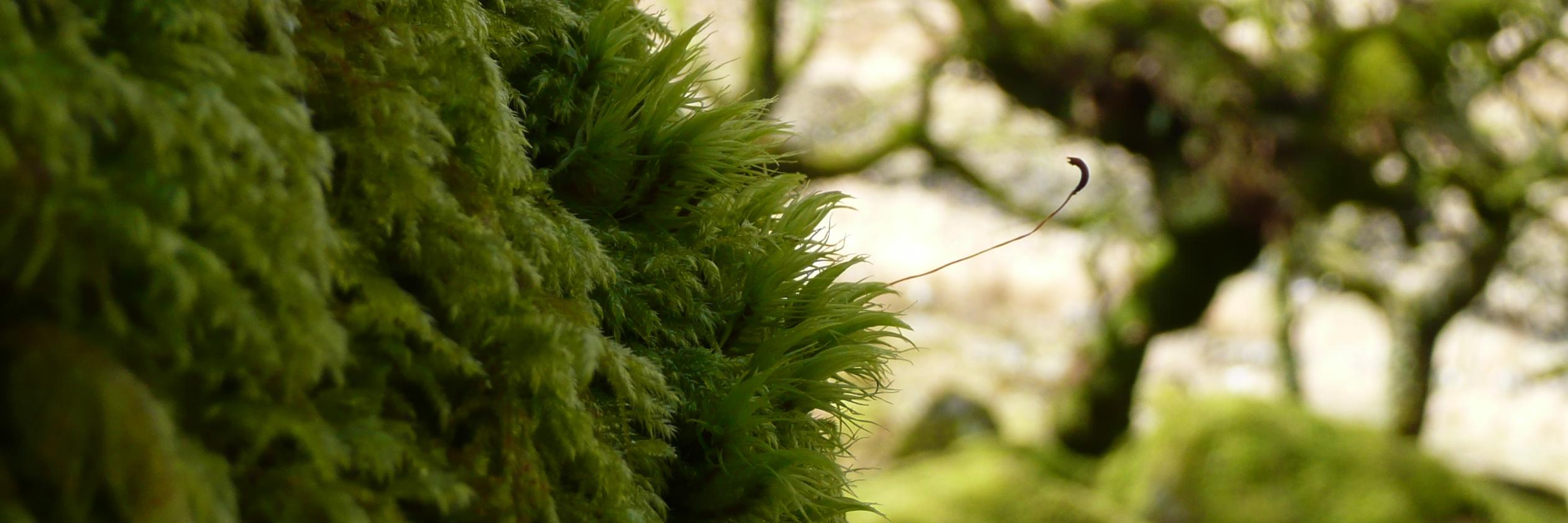 Tinnesan's profile banner image