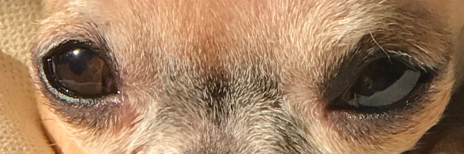 RibeirRicky's profile banner image